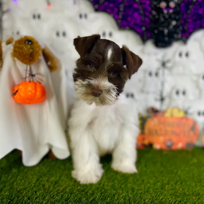 Male Mini Schnauzer puppy named Virgil for sale at Puppy Dreams - Carrollton.