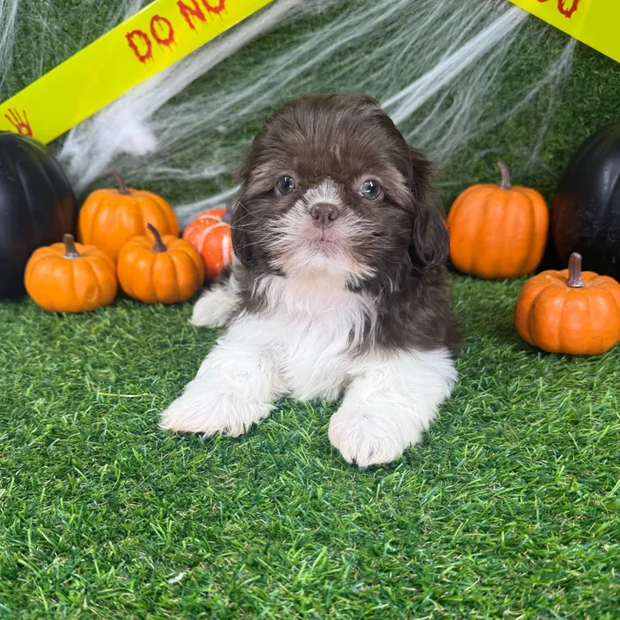 Female Shih Tzu puppy named Clover for sale at Puppy Dreams - Arlington.