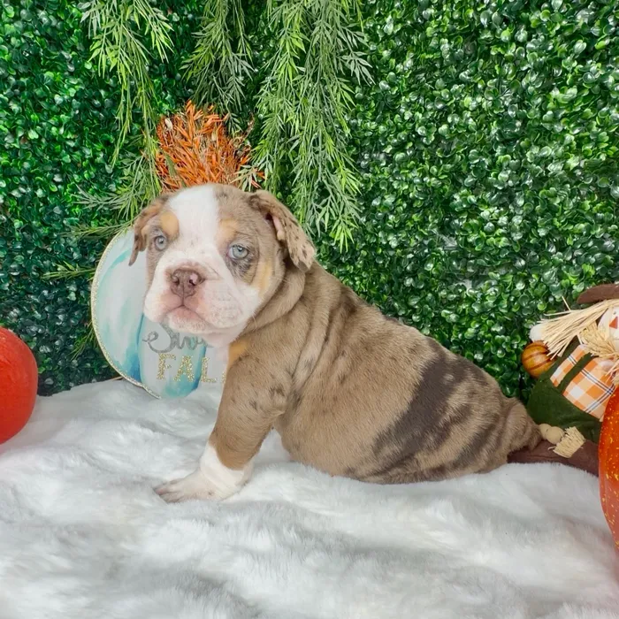 Female English Bulldog puppy named Pumpkin for sale at Puppy Dreams - Denton.