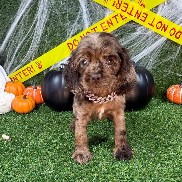 Female Cocker Spaniel puppy named Jinx for sale at Puppy Dreams - Arlington.
