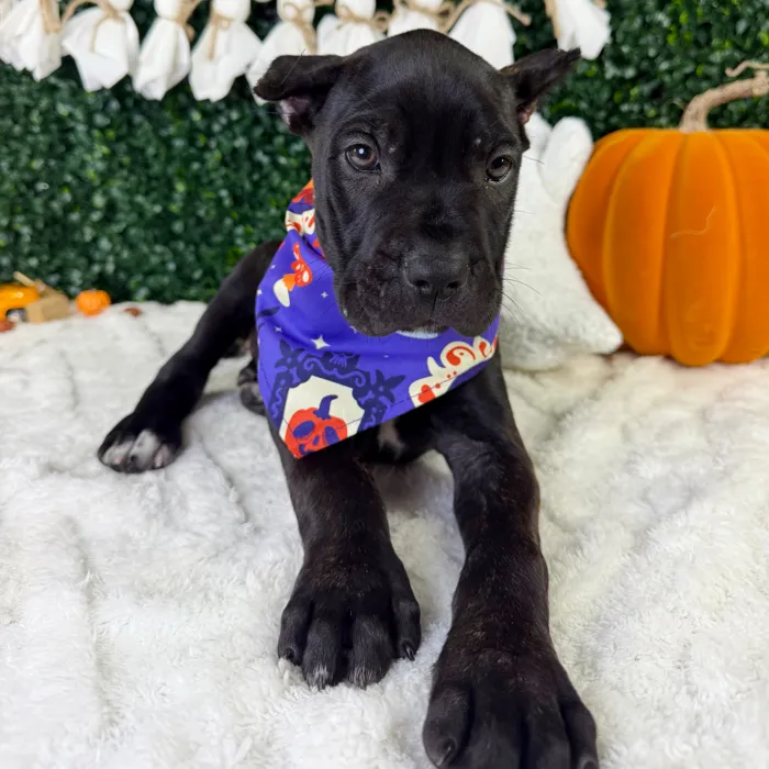 Female Cane Corso puppy named Amour for sale at Puppy Dreams - Garland.