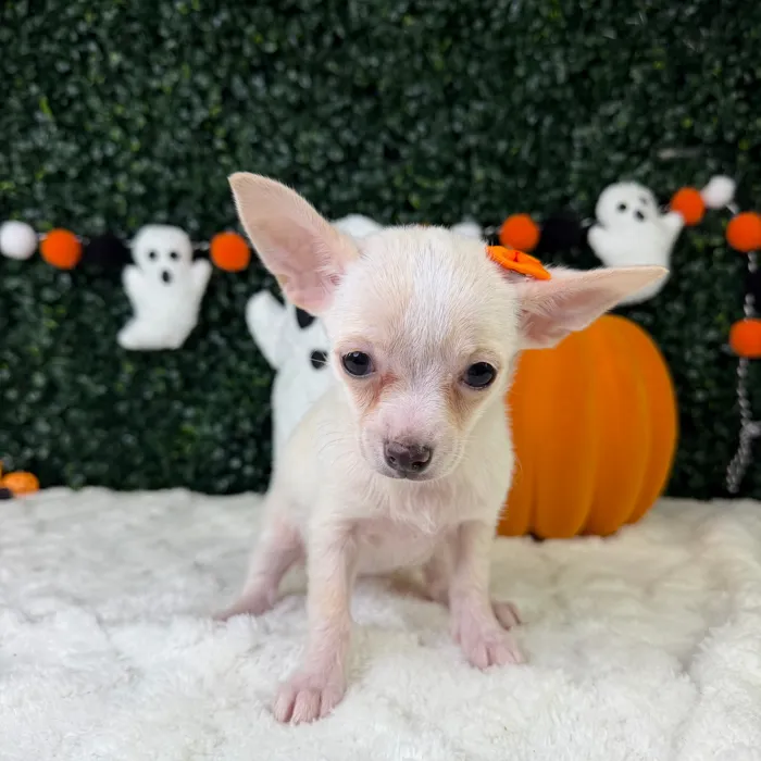 Female Chihuahua puppy named Rosie for sale at Puppy Dreams - Garland.