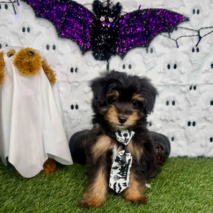 Female Bernedoodle puppy named Gino for sale at Puppy Dreams - Carrollton.