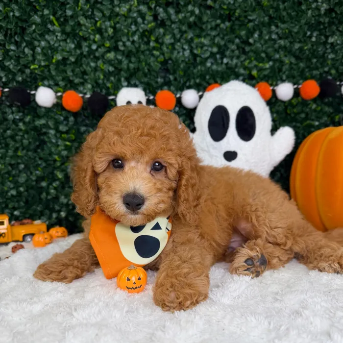 Male Mini Goldendoodle puppy named Nico for sale at Puppy Dreams - Garland.