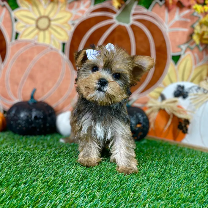 Female Yorkie puppy named Ginger for sale at Puppy Dreams - Carrollton.
