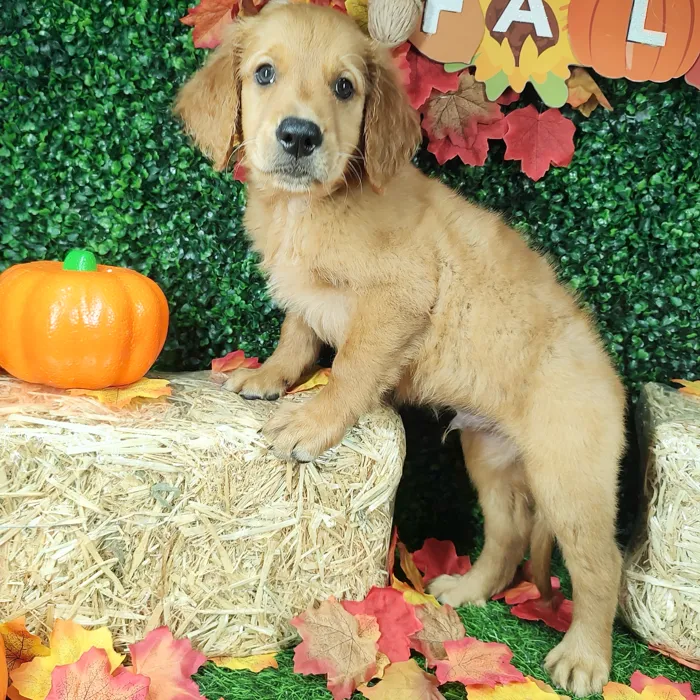 Male Golden Retriever puppy named Nay Nay for sale at Puppy Dreams - Mansfield.
