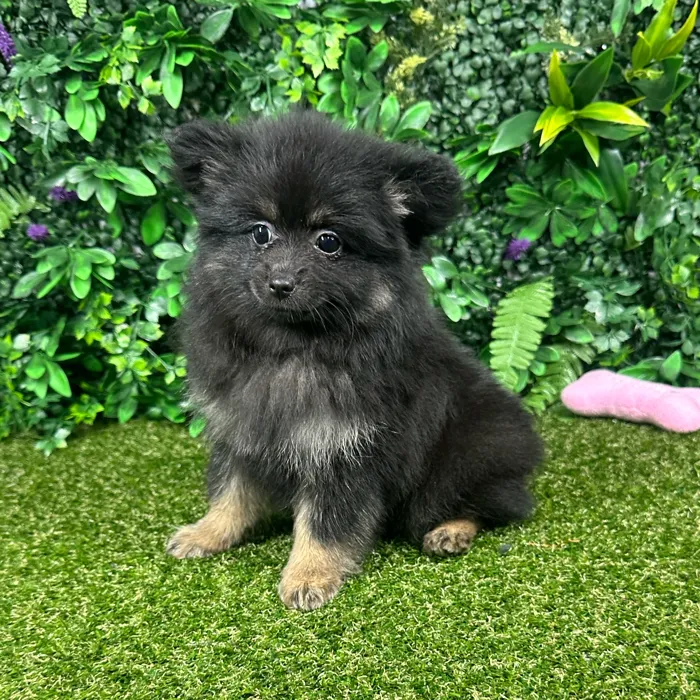 Female Pomeranian puppy named Aspen for sale at Puppy Dreams - Parks Mall.