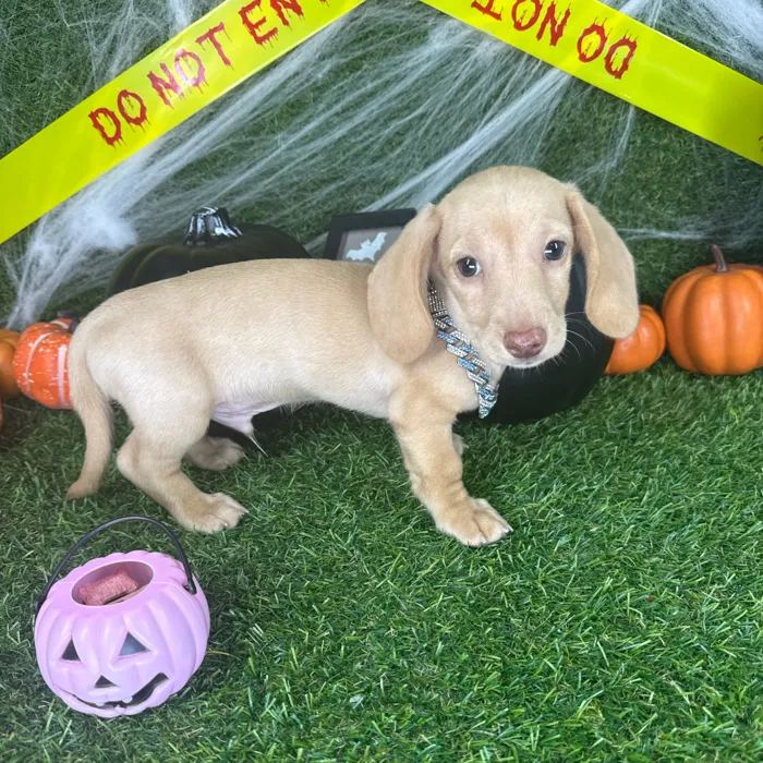Male Dachshund puppy named Peanut for sale at Puppy Dreams - Arlington.