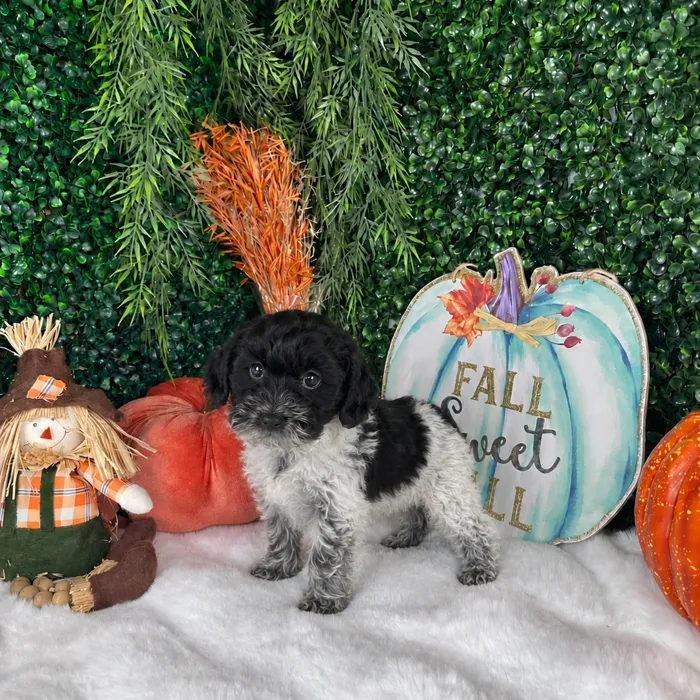 Female Cockapoo puppy named Bella for sale at Puppy Dreams - Denton.