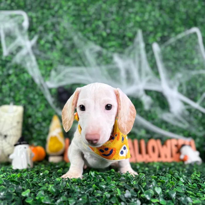 Male Dachshund puppy named Casper for sale at Puppy Dreams - North Richland Hills.