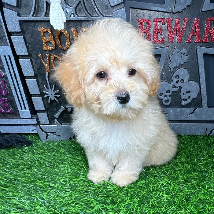 Female Mini Poodle puppy named Laurie for sale at Puppy Dreams - Mansfield.