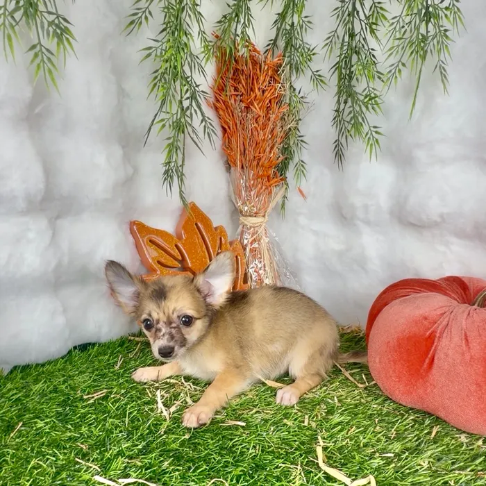 Female Chihuahua puppy named Penelope for sale at Puppy Dreams - Denton.