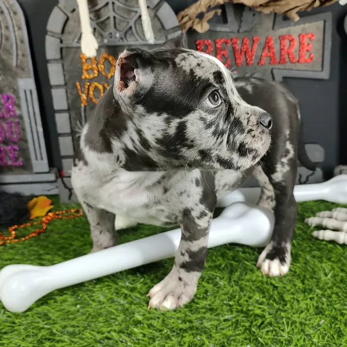Male American Bully puppy named Pennywise for sale at Puppy Dreams - Mansfield.