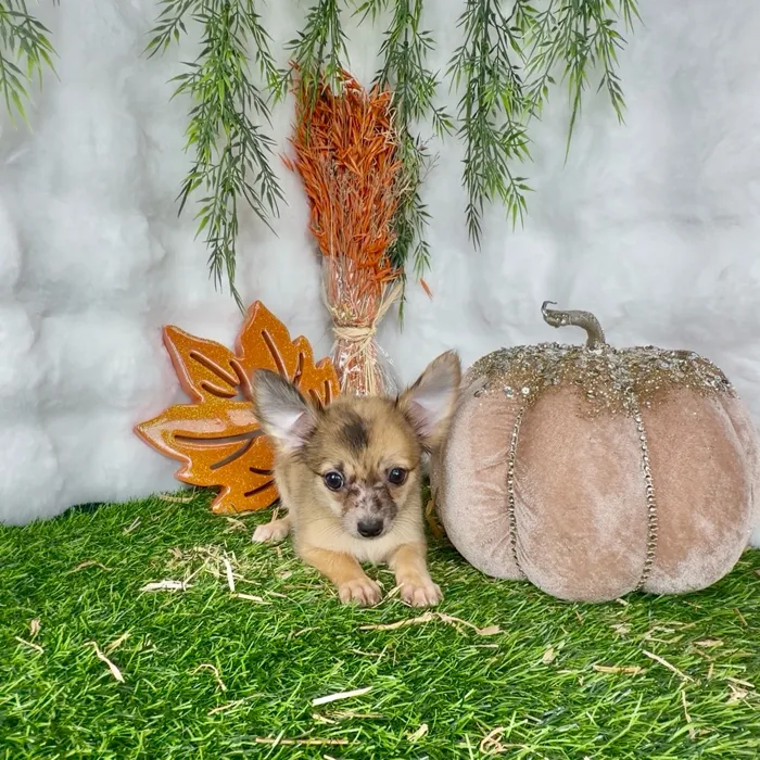 Female Chihuahua puppy named Penelope for sale at Puppy Dreams - Denton.