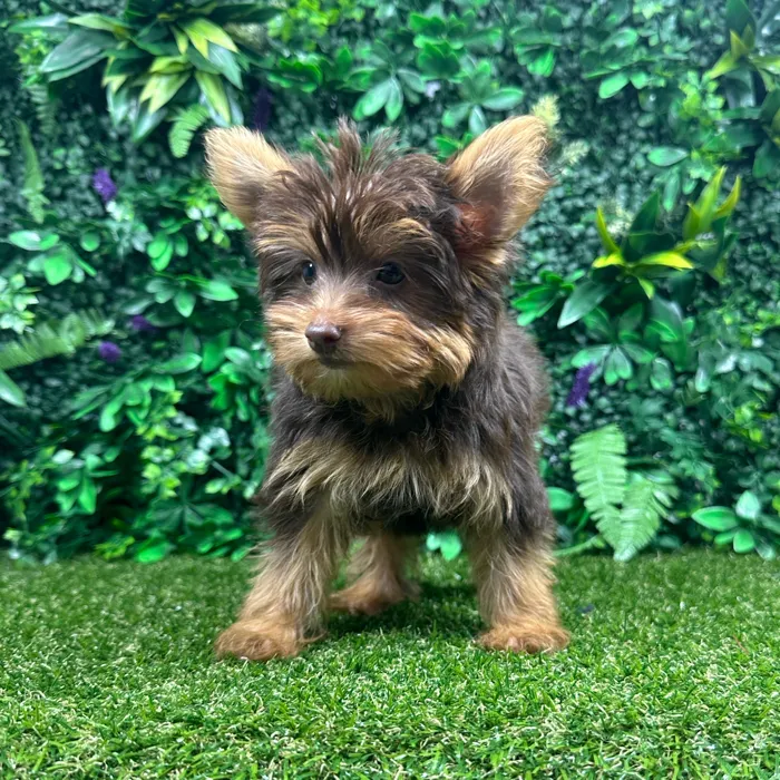 Male Yorkie puppy named Theo for sale at Puppy Dreams - Parks Mall.