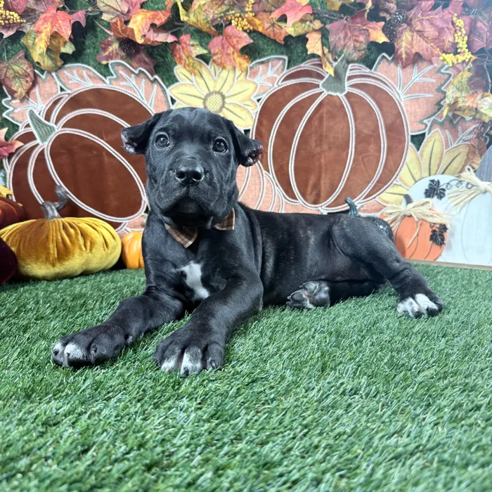 Male Cane Corso puppy named Dax for sale at Puppy Dreams - Carrollton.