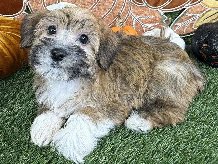 Female Morkie puppy named Dori for sale at Puppy Dreams - Carrollton.