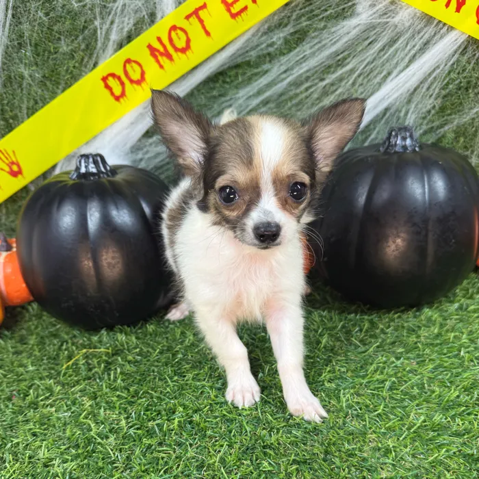Female Chihuahua puppy named Cheryl for sale at Puppy Dreams - Arlington.