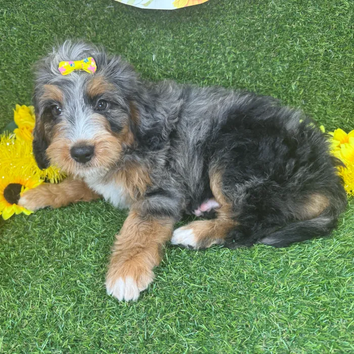 Female Bernedoodle puppy named Autumn for sale at Puppy Dreams - Arlington.