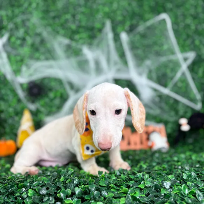 Male Dachshund puppy named Casper for sale at Puppy Dreams - North Richland Hills.