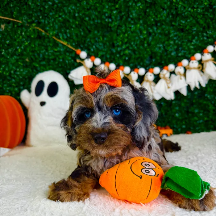 Female Cockapoo puppy named Mary for sale at Puppy Dreams - Garland.