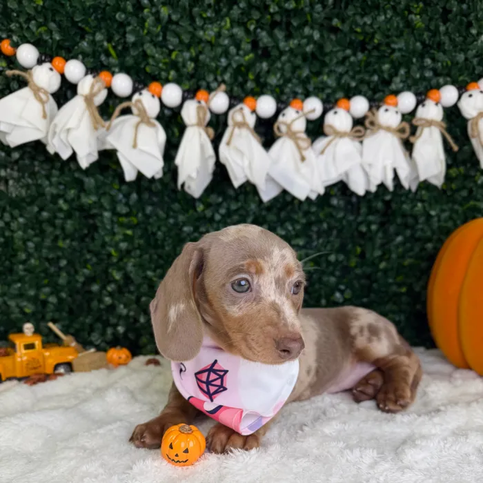 Female Dachshund puppy named Pearl for sale at Puppy Dreams - Garland.