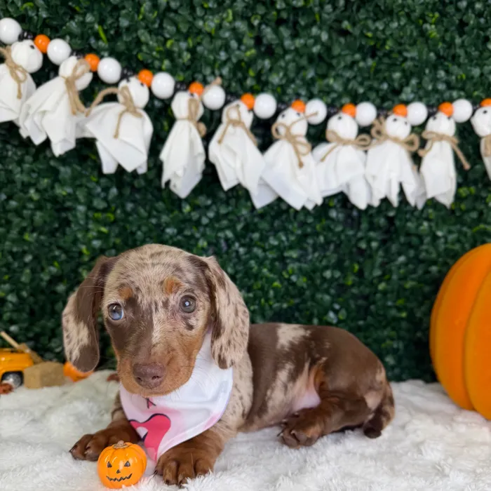 Female Dachshund puppy named Cleo for sale at Puppy Dreams - Garland.