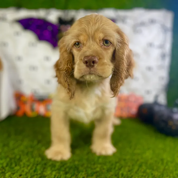 Male Cocker Spaniel puppy named Raiden for sale at Puppy Dreams - Carrollton.