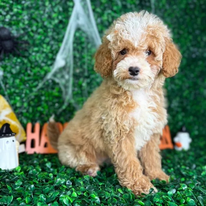 Female Cockapoo puppy named Sally for sale at Puppy Dreams - North Richland Hills.