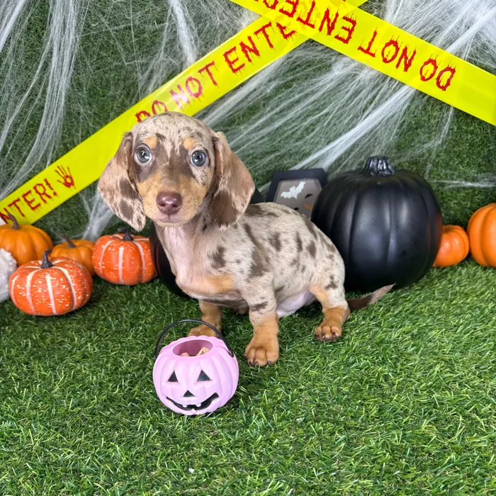 Male Dachshund puppy named Rascal for sale at Puppy Dreams - Arlington.