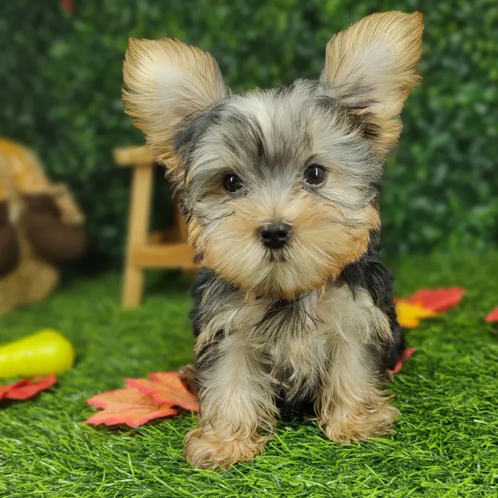 Male Yorkie puppy named *Pippin* for sale at Puppy Dreams - Mansfield.