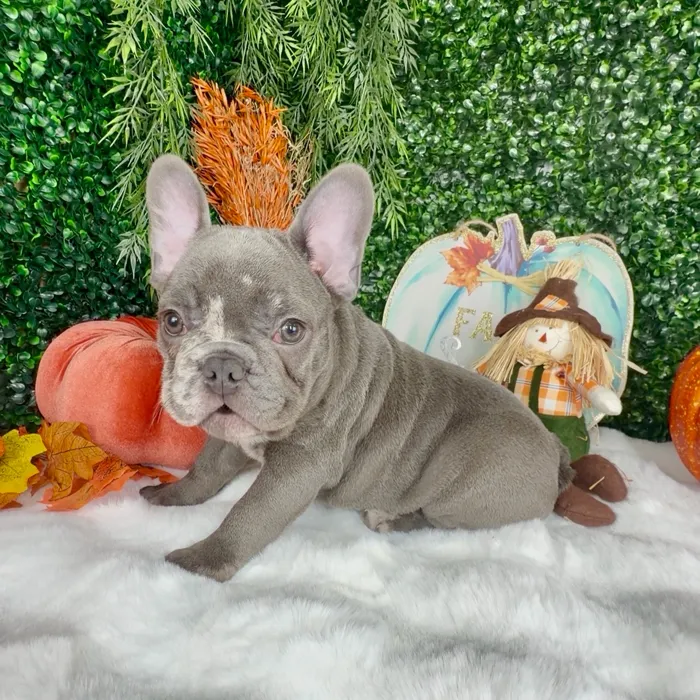 Male French Bulldog puppy named October for sale at Puppy Dreams - Denton.