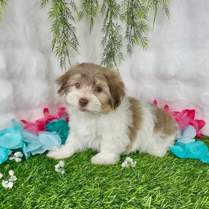 Male Havanese puppy named Biscoff for sale at Puppy Dreams - Denton.