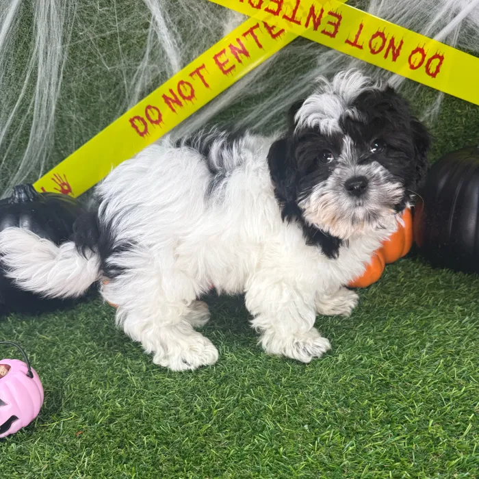 Male Teddy Bear puppy named Bagel for sale at Puppy Dreams - Arlington.