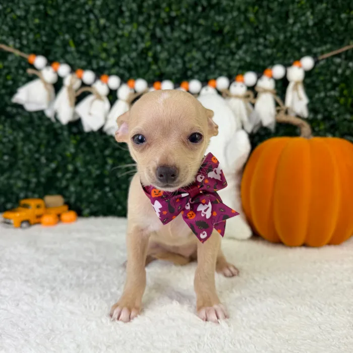 Female Chihuahua puppy named Tulip for sale at Puppy Dreams - Garland.