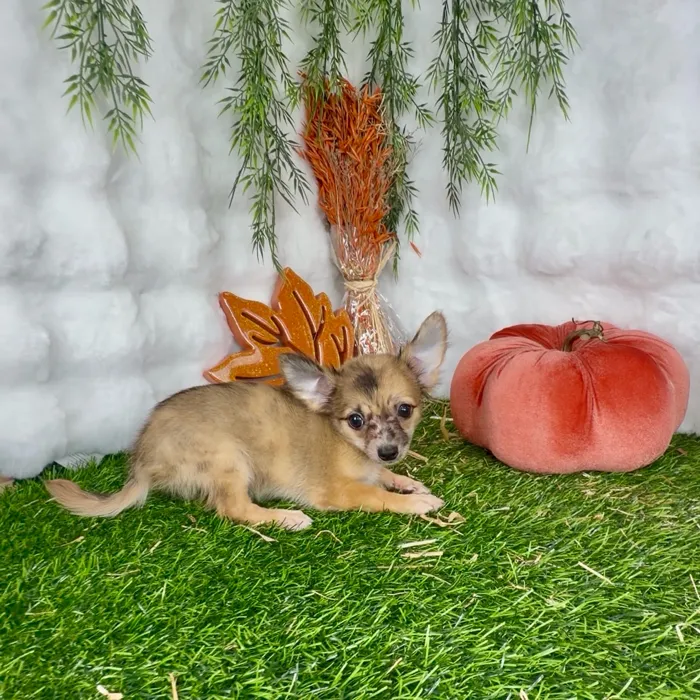 Female Chihuahua puppy named Penelope for sale at Puppy Dreams - Denton.