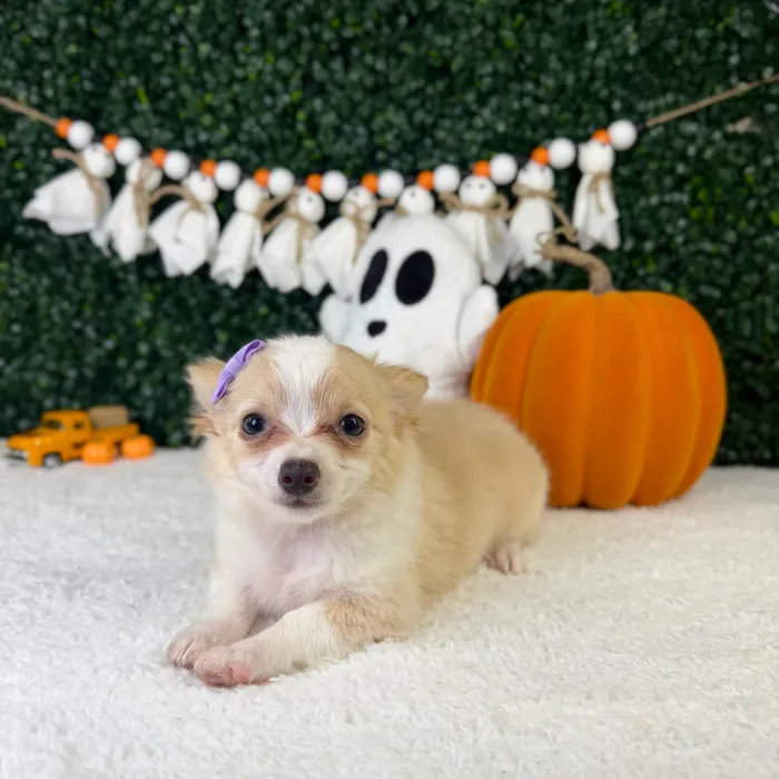 Female Chihuahua puppy named Elsi for sale at Puppy Dreams - Garland.