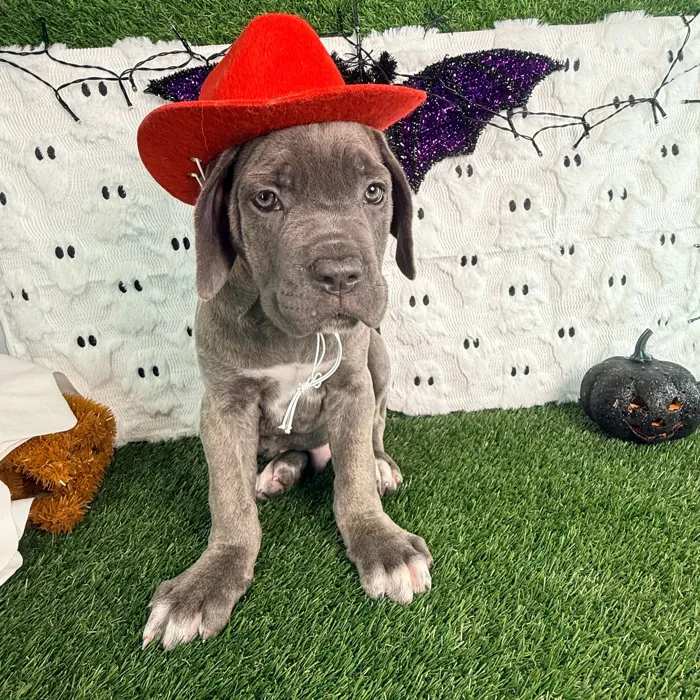 Male Cane Corso puppy named Slate for sale at Puppy Dreams - Carrollton.