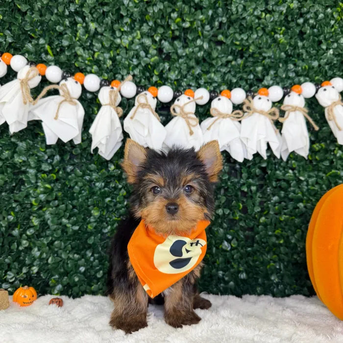 Male Yorkie puppy named Aspen for sale at Puppy Dreams - Garland.