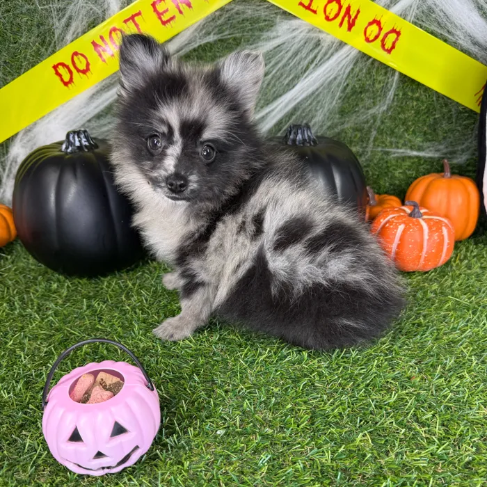 Male Pomchi puppy named Frankie for sale at Puppy Dreams - Arlington.