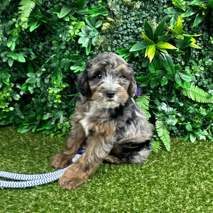 Male Yorkie-Poo puppy named Darcy for sale at Puppy Dreams - Parks Mall.