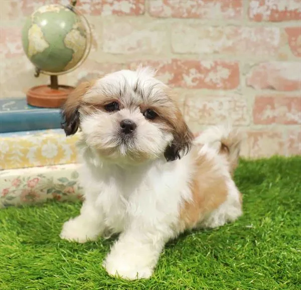 Male Shih Tzu puppy named Louie for sale at Puppy Dreams - Carrollton.