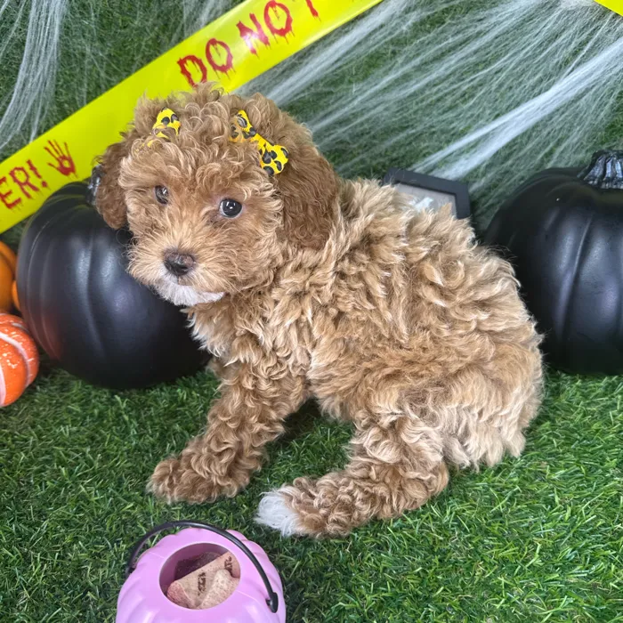 Female Mini Poodle puppy named Piper for sale at Puppy Dreams - Arlington.
