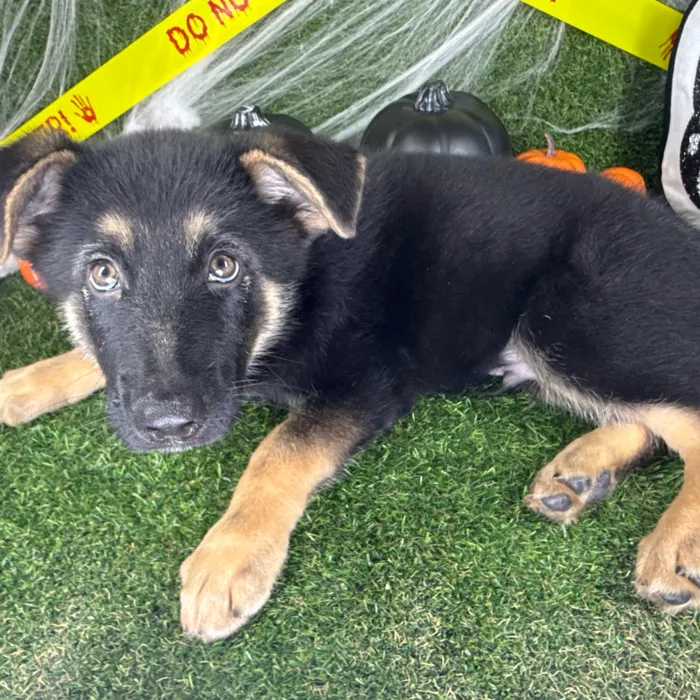 Male German Shepherd puppy named Rocky for sale at Puppy Dreams - Arlington.