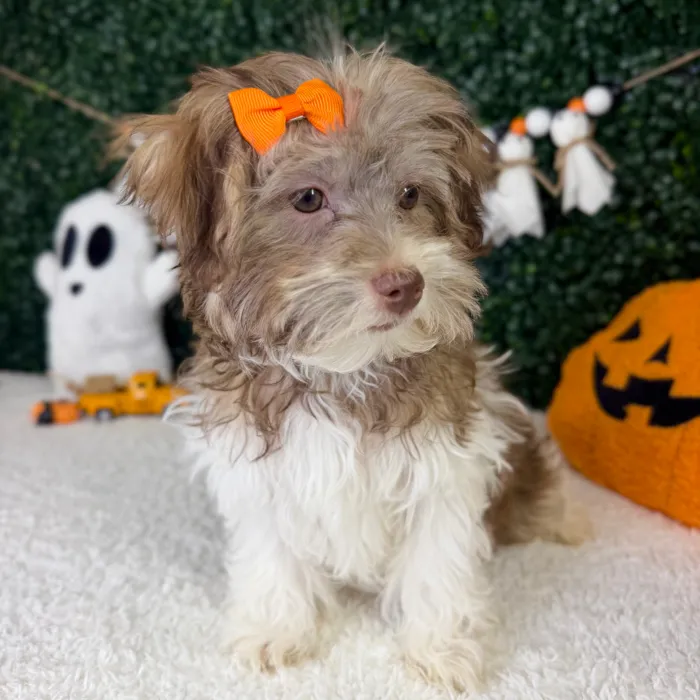 Female Havanese puppy named Lola for sale at Puppy Dreams - Garland.