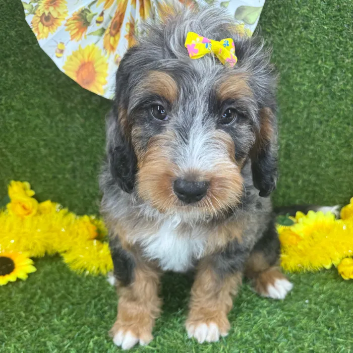 Female Bernedoodle puppy named Autumn for sale at Puppy Dreams - Arlington.