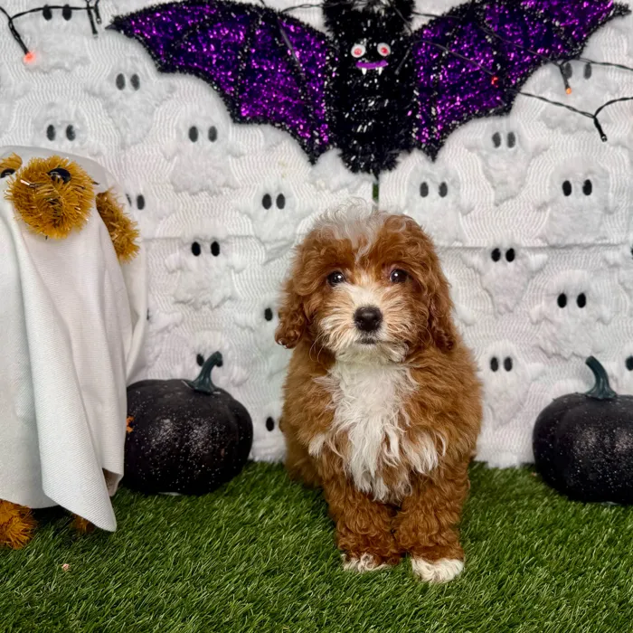 Female Mini Goldendoodle puppy named Ginger for sale at Puppy Dreams - Carrollton.