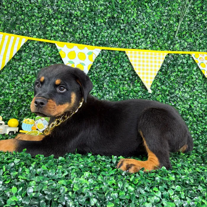 Female Rottweiler puppy named Cleo for sale at Puppy Dreams - North Richland Hills.