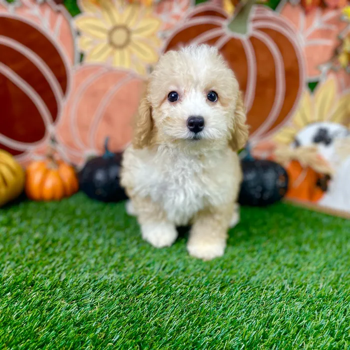 Female Bichon-Poodle puppy named Lola for sale at Puppy Dreams - Carrollton.