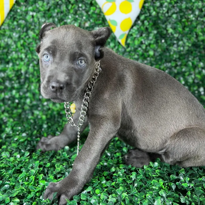 Female Cane Corso puppy named Lara for sale at Puppy Dreams - Arlington.